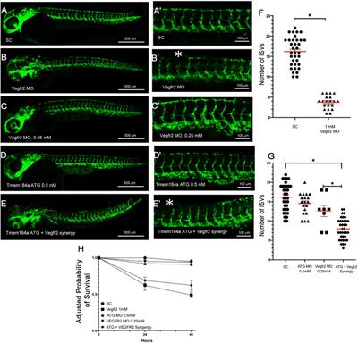 Involvement of transmembrane protein 184a during angiogenesis in zebrafish embryos